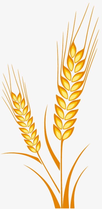 从金黄麦浪到数字界面 软件设计制作的丰收之旅